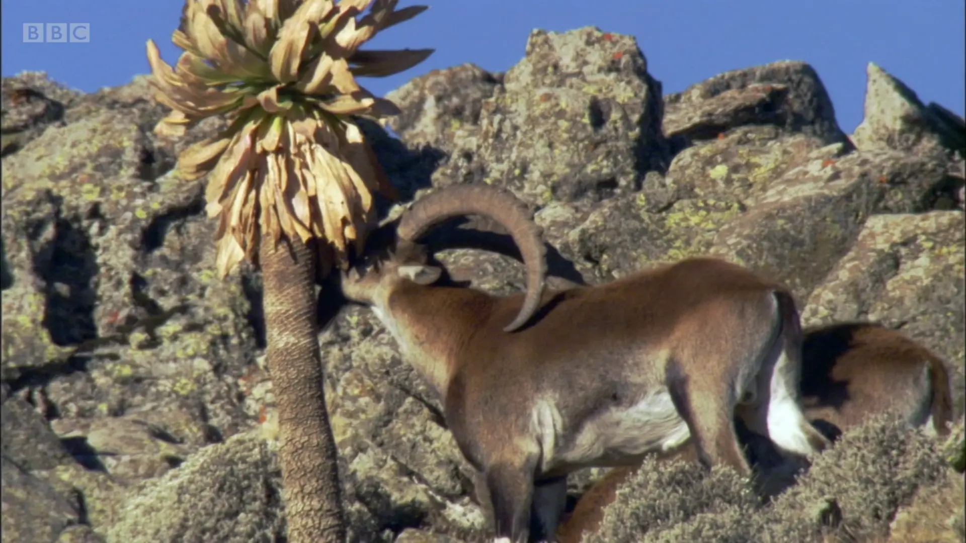 Walia ibex (Capra walie) as shown in Planet Earth - Mountains